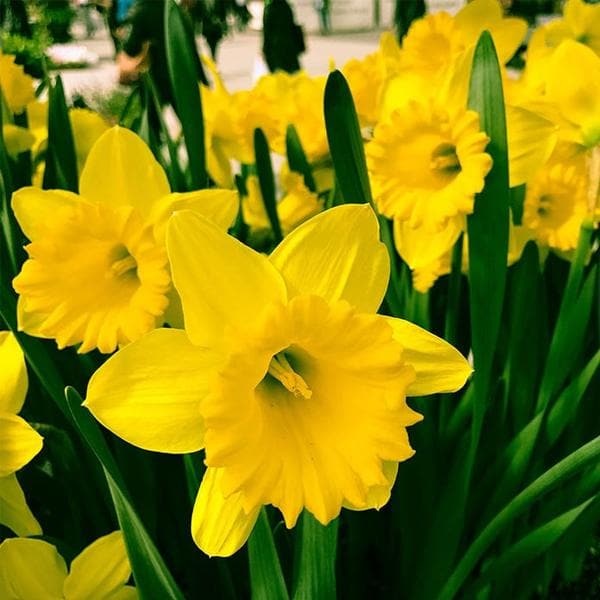 Daffodil Dutch Master Yellow Bulbs